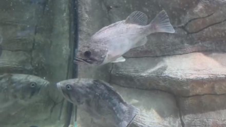 В Крыму открыли охоту на опаснейших рыб-пожирателей из Чёрного моря
