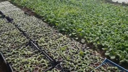Площадь посевов капусты в Крыму увеличили на 40 гектаров