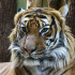В крымском зоопарке тигрица бросила новорожденных тигрят
