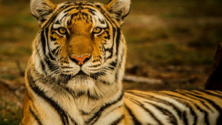 Симпатичные краснокнижные: в Крыму амурская тигрица родила четырех детенышей