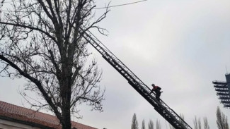 Дерево чудом не упало на людей в центре Симферополя