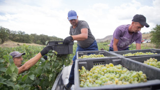 Более 45% урожая винограда собрали в Крыму