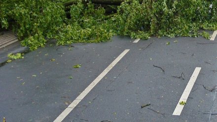 Ураган повредил кипарисы и кедры в Никитском ботаническом саду