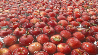 Более 18 тысяч тонн яблок планируют собрать крымские аграрии 