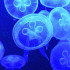 Солёные медузы: новый тренд здорового питания от крымских учёных