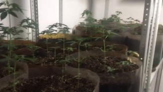 Полицейские нашли дома у крымчанина плантацию конопли