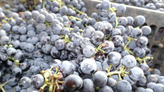 Более 70 тысяч тонн столового и технического винограда собрали в Крыму