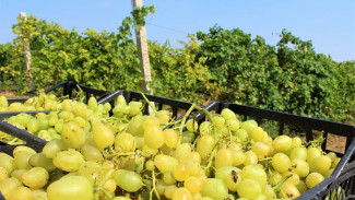 Сбор урожая винограда начался в Крыму