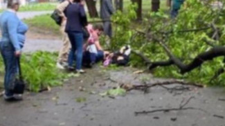 Упавшее в Симферополе дерево переломало женщине ребра и ногу