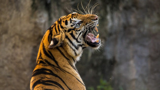 В Крыму тигр откусил палец ребёнку в парке «Тайган»