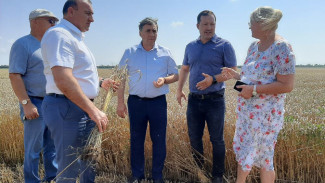 Более 800 тысяч тонн зерновых и зернобобовых собрали в Крыму