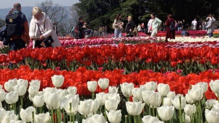 На Параде тюльпанов в Крыму впервые представят 40 новых сортов