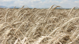 В Крыму собрали урожай ранних зерновых