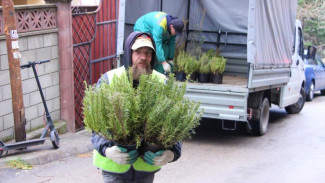 Высажено 2500 растений: в Ялте проведена "зеленая" акция 