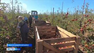 Полторы тонны яблок в час: перерабатывающие предприятия Крыма наращивают мощности