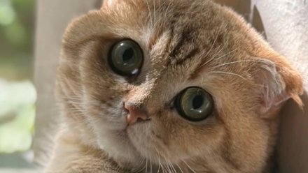 В Керчи ищут пропавшего кота российского актёра Дмитрия Корепина