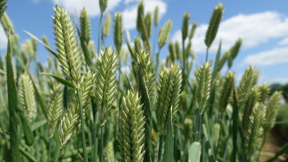 За год крымские фермеры на 20% увеличили производство продукции