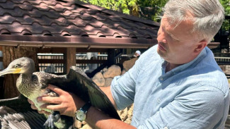 В Алуште на набережной нашли прирученного молодого баклана 