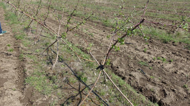 Сельхозпредприятия Крыма производят 2,7 млн саженцев плодовых культур