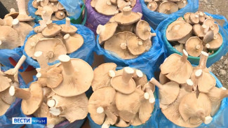 Более тысячи видов грибов растут в Крыму