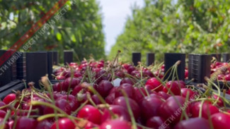 Аграрии Крыма собрали больше 200 тонн черешни