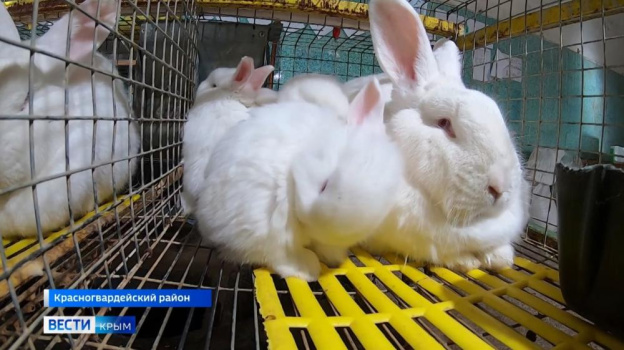 Уникальную породу кроликов вывели в Крыму