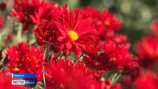 Никитский ботсад представит на Бал хризантем 40 тысяч цветов