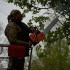 В Керчи рухнули деревья из-за сильного ветра