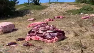 На плато горы Чатыр-Даг лесничие начали сезонную подкормку редких птиц