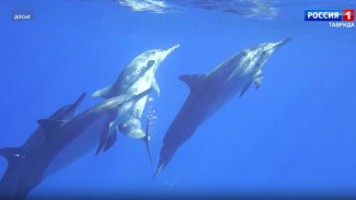 Спасённого в Крыму дельфина Кимми выпустили в открытое море