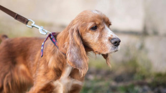 Крымские волонтёры спасли собаку из-под обстрелов в Донецке
