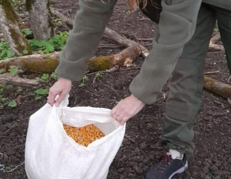 В Севастополе диких животных накормили солью и кукурузой