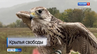 В Крыму дают вторую жизнь краснокнижным птицам