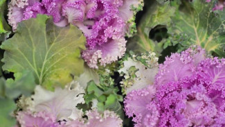 На клумбах Ялты высаживают морозостойкую декоративную капусту 