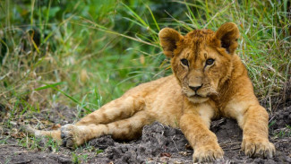В бахчисарайском зоопарке впервые родились львята
