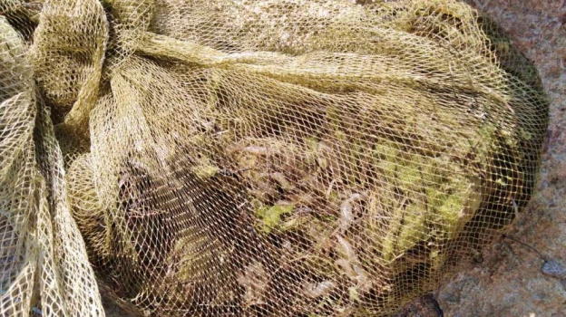 Крымский рыбак незаконно выловил креветки почти на 6 миллионов рублей 