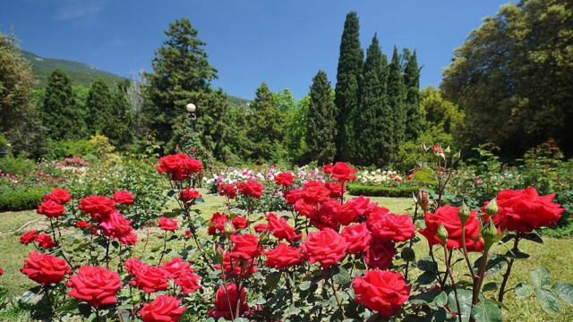 Феерическое цветение роз в Никитском ботаническом саду