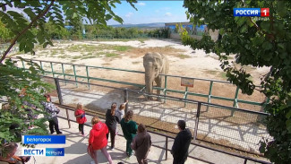 В сафари-парк «Тайган» на пенсию приехали цирковые слонихи