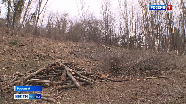 «В рамках закона»: власти прокомментировали вырубку деревьев под Алуштой