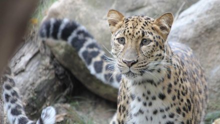 Дальневосточного леопарда из семьи кошки Герды назвали Фьюжн