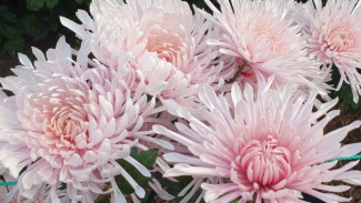 В Крыму выбрали королеву Бала хризантем