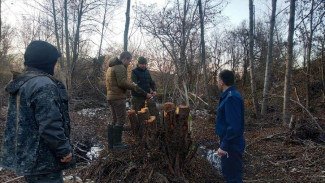 Прокуратура начала проверку информации о вырубке деревьев около русла реки Коккозки 