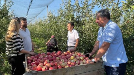 Крымские фермеры начали собирать яблоки