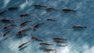 В Севастополе будут выращивать замену французским малькам рыб