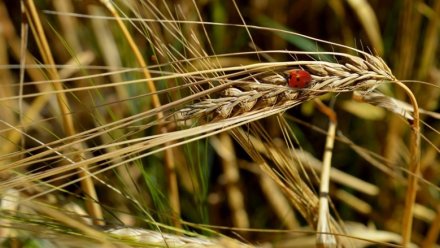 В Крыму засеяли 68,5% от планируемых площадей озимыми зерновыми