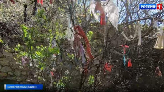 Туристов в Крыму просят забыть о традиции вешать ленты желаний на деревья 