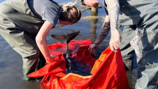 Специалисты установили причину гибели дельфинов в Черном море
