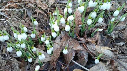 На Карадаге зацвели подснежники