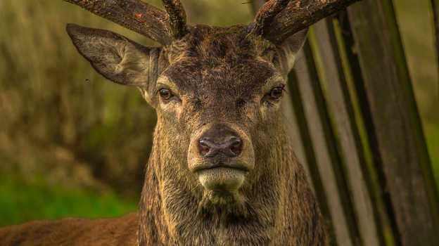 Крупное стадо оленей запечатлели в Крымском природном заповеднике