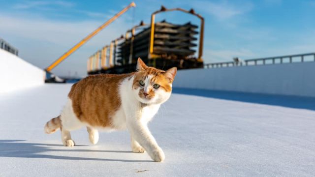 Кот Моста прокомментировал новый рекорд